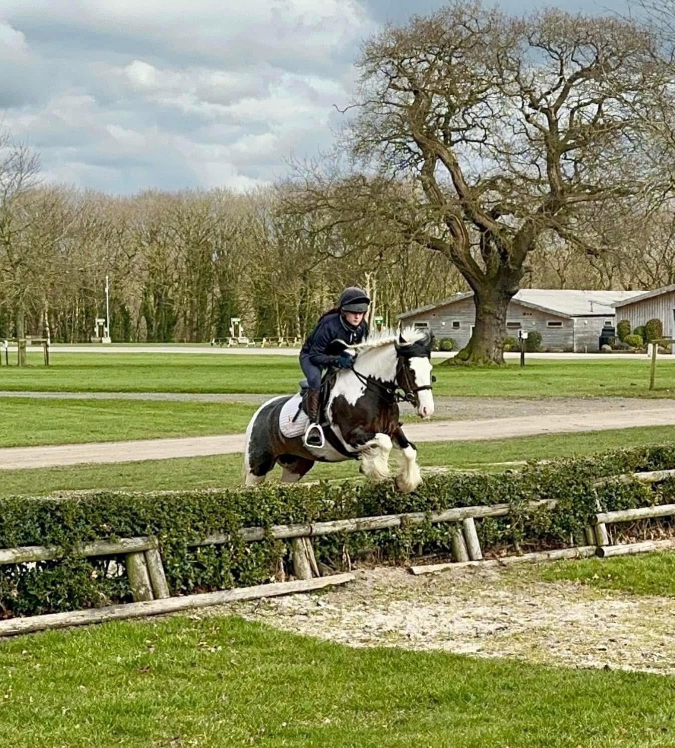 "Ruby " Skewbald Mare All Rounder - All Rounders in 