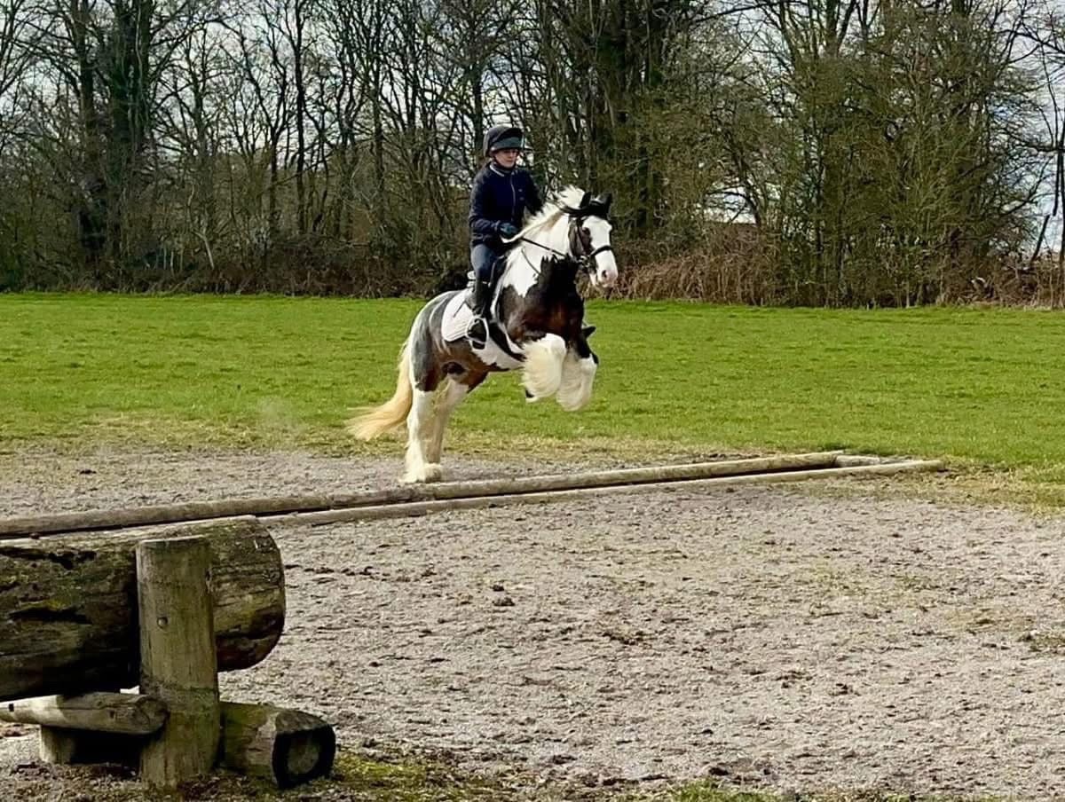 "Ruby " Skewbald Mare All Rounder - All Rounders
