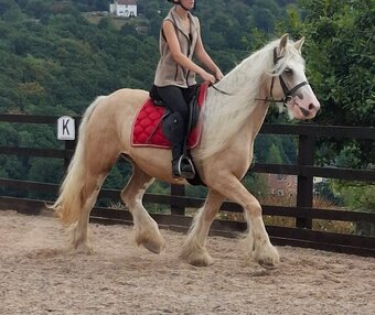 "Butter scotch " Palomino Mare Cob/Heavy Horse