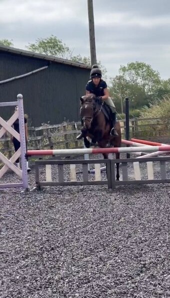 WANTED: Full Loan / LWVTB 14hh – 15.2hh All-Rounder