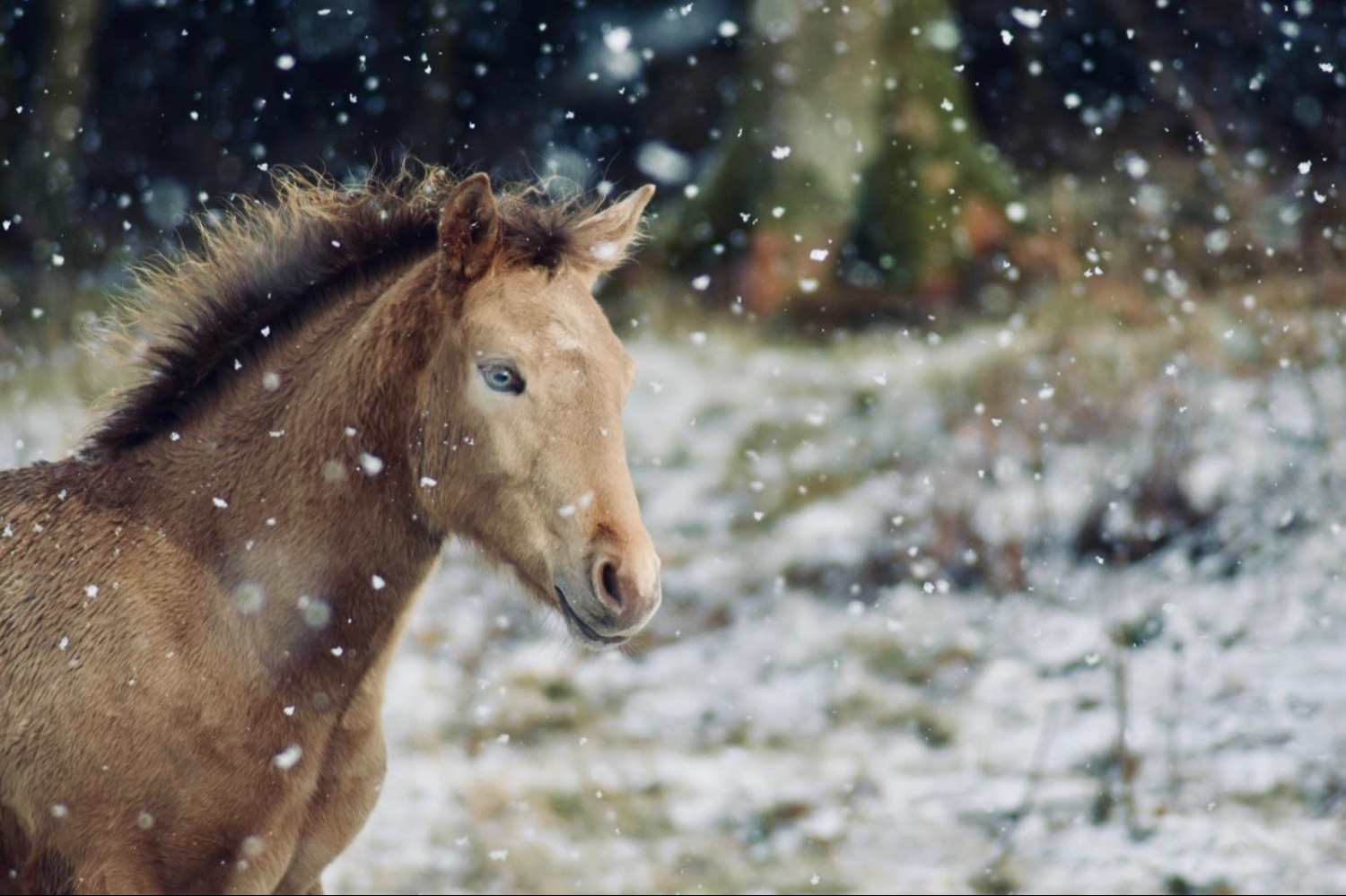 Youngstock and Foals  - "Zinnia" Other Colour Filly Youngstock / Foal