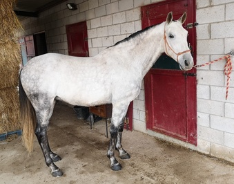 "" Grey Gelding All Rounder