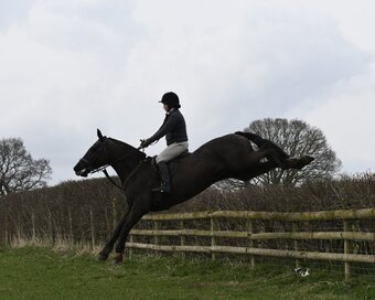 "Dolly cob" Black Mare Cob/Heavy Horse