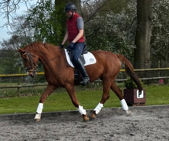 "" Chestnut Mare Dressage Horse