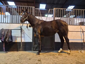 "Yggdrasil Dorothea Lucia " Snowflake Filly Youngstock / Foal
