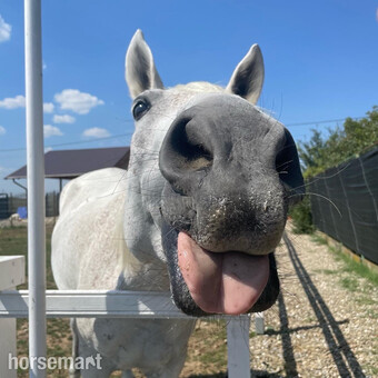 Lipizzaner x for full loan