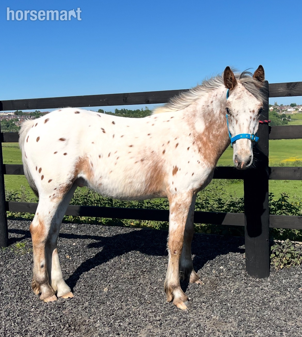 "Appaloosa " Leopard Spot Colt Young Sport Horse in 