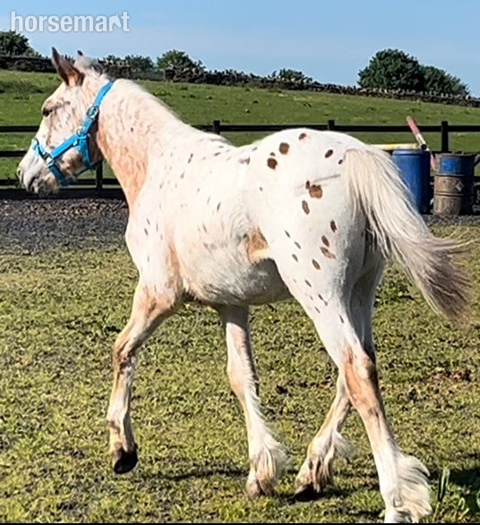 Young Sport Horses  - "Appaloosa " Leopard Spot Colt Young Sport Horse