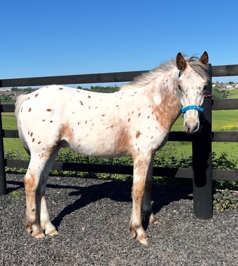 "Appaloosa " Leopard Spot Colt Young Sport Horse