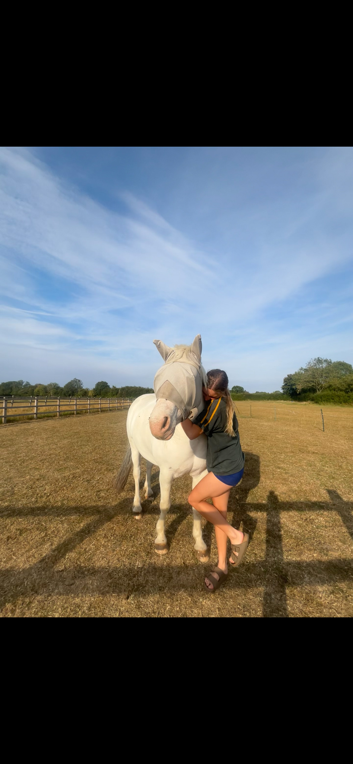 All Rounders  - "Benny" Grey Gelding All Rounder