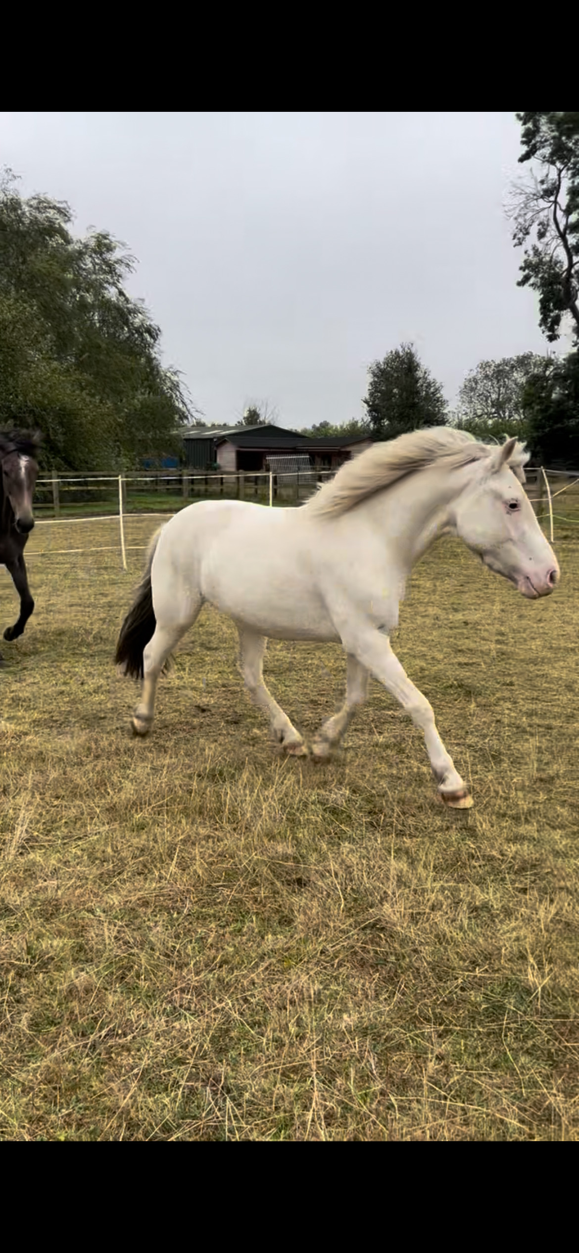 "Benny" Grey Gelding All Rounder - All Rounders 