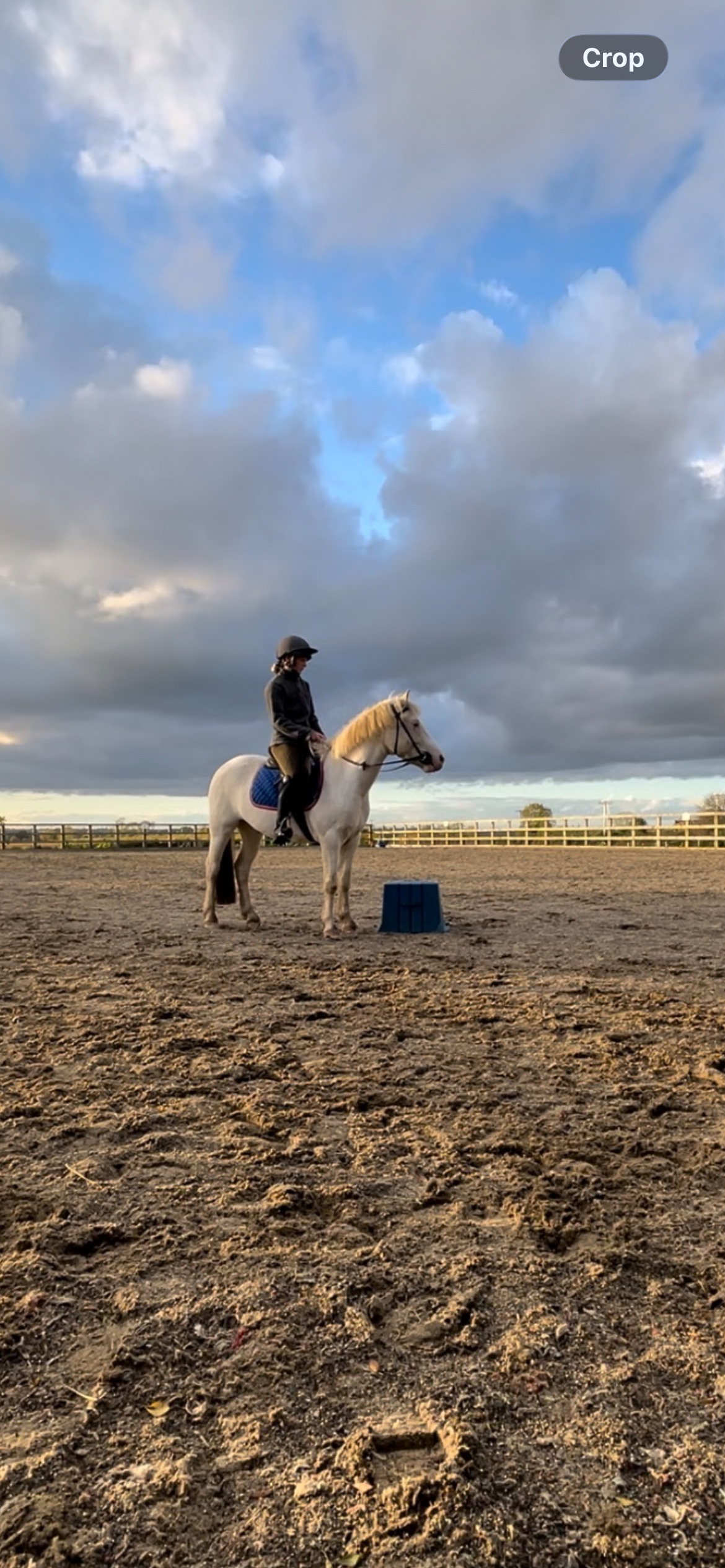 "Benny" Grey Gelding All Rounder - 