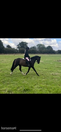 "Barkway Little Toff" Bay Gelding All Rounder