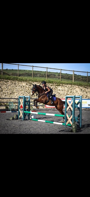 "Sky" Bay Mare Ex Racehorse