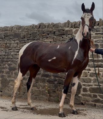 "Benji" Skewbald Gelding Coloured