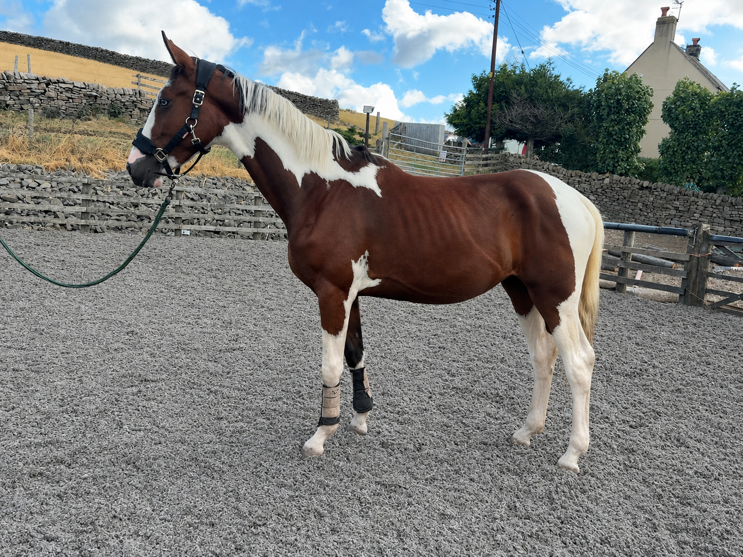 "Benji" Skewbald Gelding Coloured - Coloured Horses 