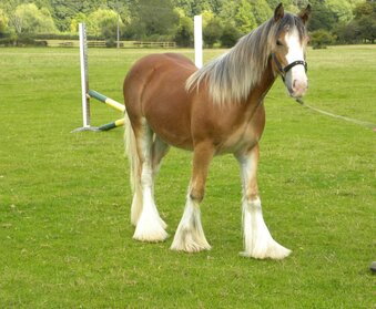 "WG RED" Bay Gelding Cob/Heavy Horse