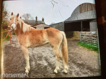 "Misty mai" Chestnut Filly All Rounder
