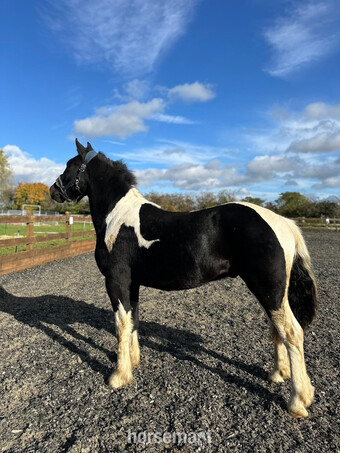 "Romeo" Piebald Gelding Family Horse