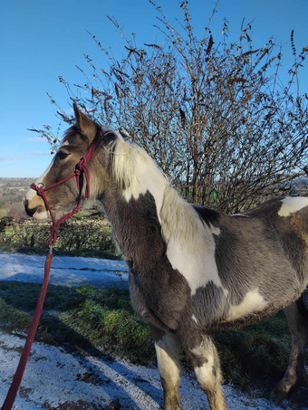 "Santacruz Moomin" Tobiano Filly Young Sport Horse