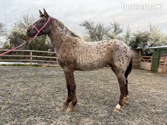 "Nova" Leopard Spot Filly Young Sport Horse