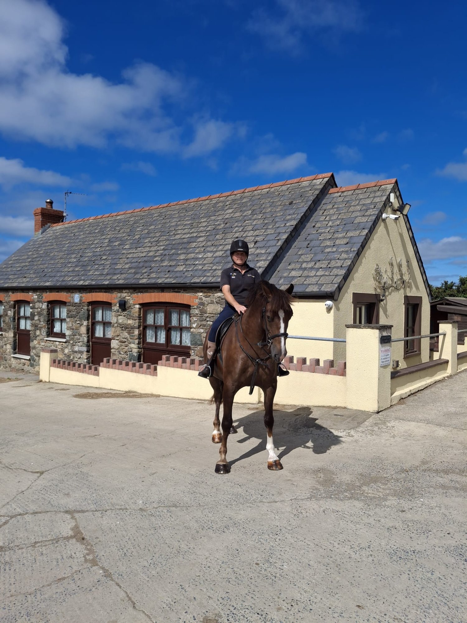All Rounders  - " Ajax Sparkle" Liver Chestnut Gelding All Rounder