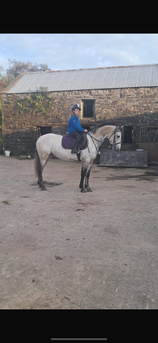 "Killerduff Archibald" Dun Gelding All Rounder