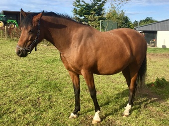 "Savanna" Bay Filly Youngstock / Foal