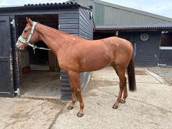 "Orange Martini " Chestnut Mare Broodmare