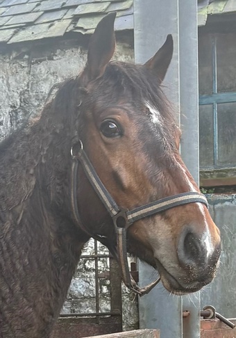 "Rockstar monster munch " Bay Filly Young Sport Horse