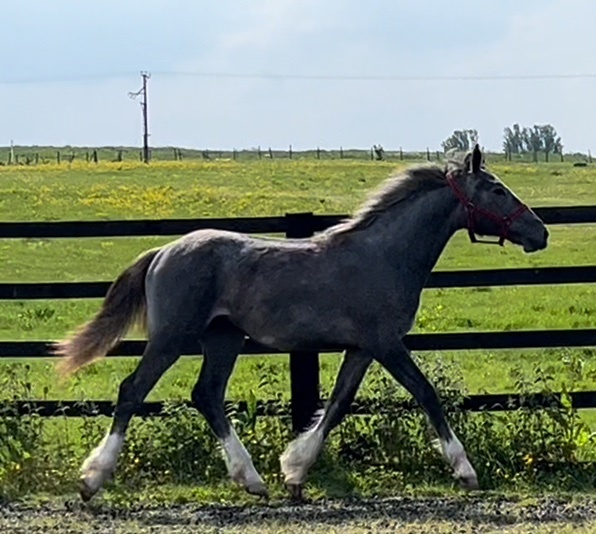 "Registered  Irish Draught Yearling  4 Matching Whites" Dapple Grey Filly Young Sport Horse - Young Sport Horses