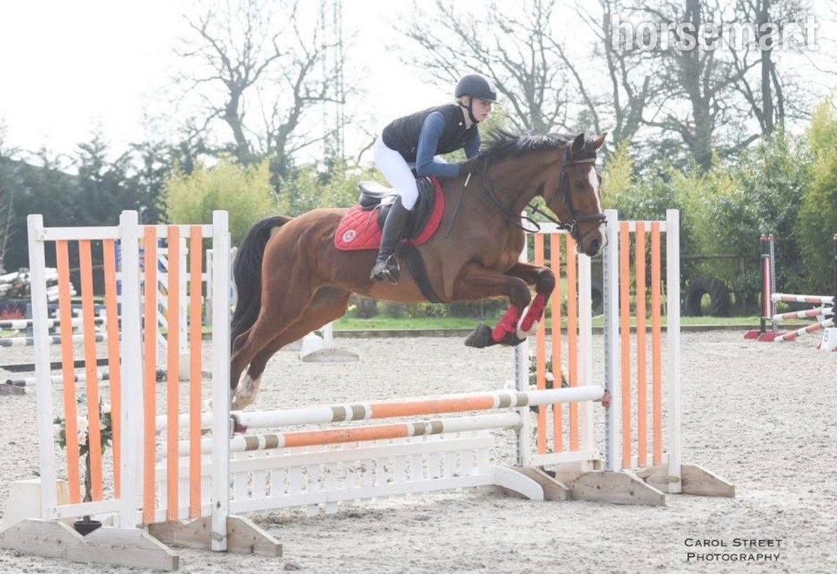 "Rambo " Bay Gelding Show Jumper in 