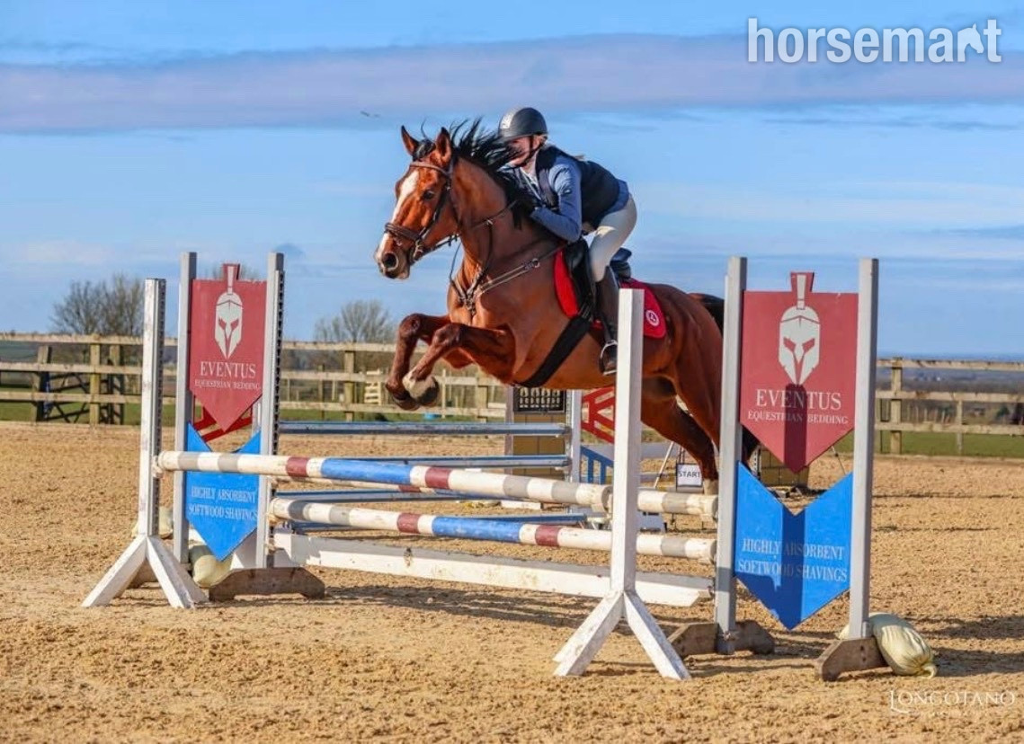 "Rambo " Bay Gelding Show Jumper - Show Jumpers 