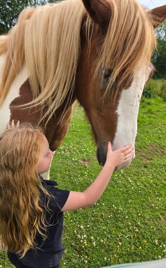 "Goonie" Skewbald Gelding Cob/Heavy Horse