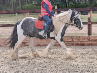 "Toby" Piebald Gelding Family Horse