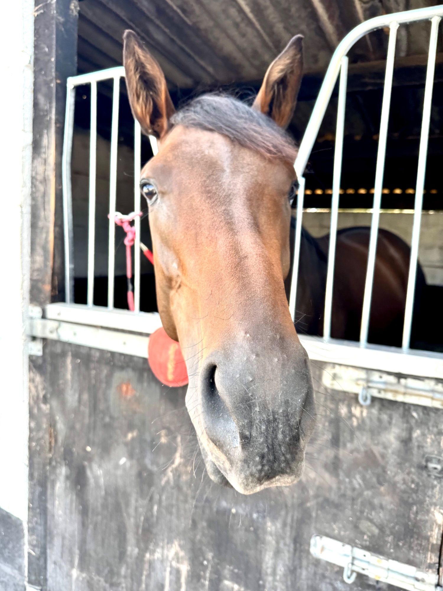 "Annie" Bay Filly Ex Racehorse - Ex Racehorses 