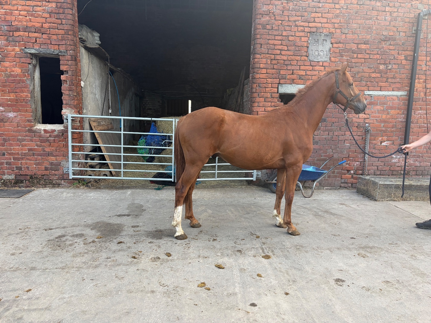 Show Jumpers  - "Terry" Chestnut Gelding Show Jumper