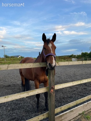 "" Mare All Rounder
