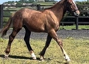 "Registered Irish Draught " Liver Chestnut Gelding Working Hunter Horse