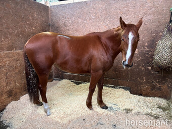 "Tilly" Chestnut Mare All Rounder