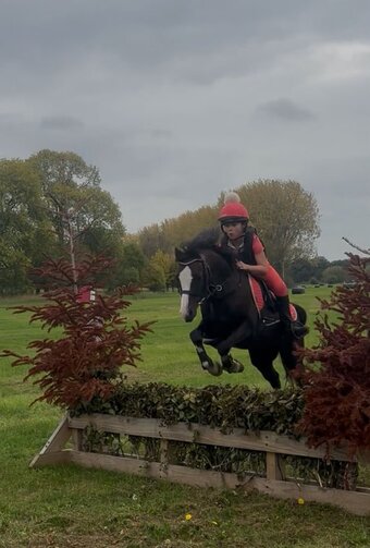 "Teddy" Liver Chestnut Gelding All Rounder
