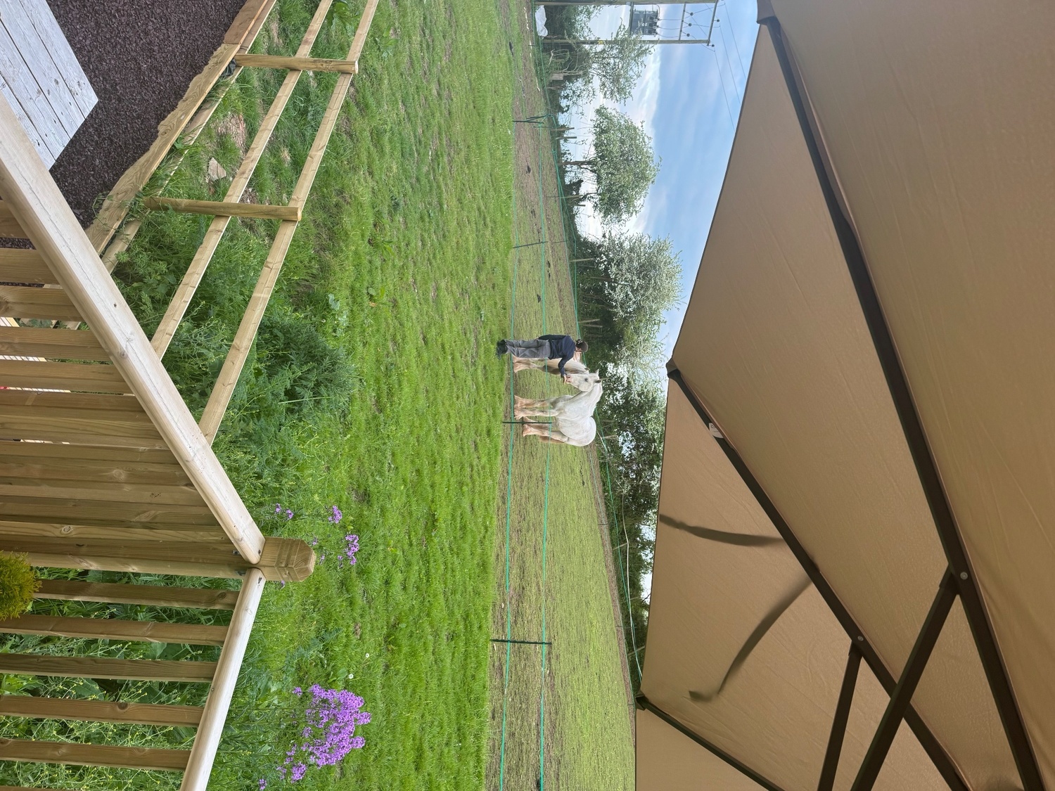 Cobs & Heavy Horses  - "Womble " Grey Gelding Cob/Heavy Horse
