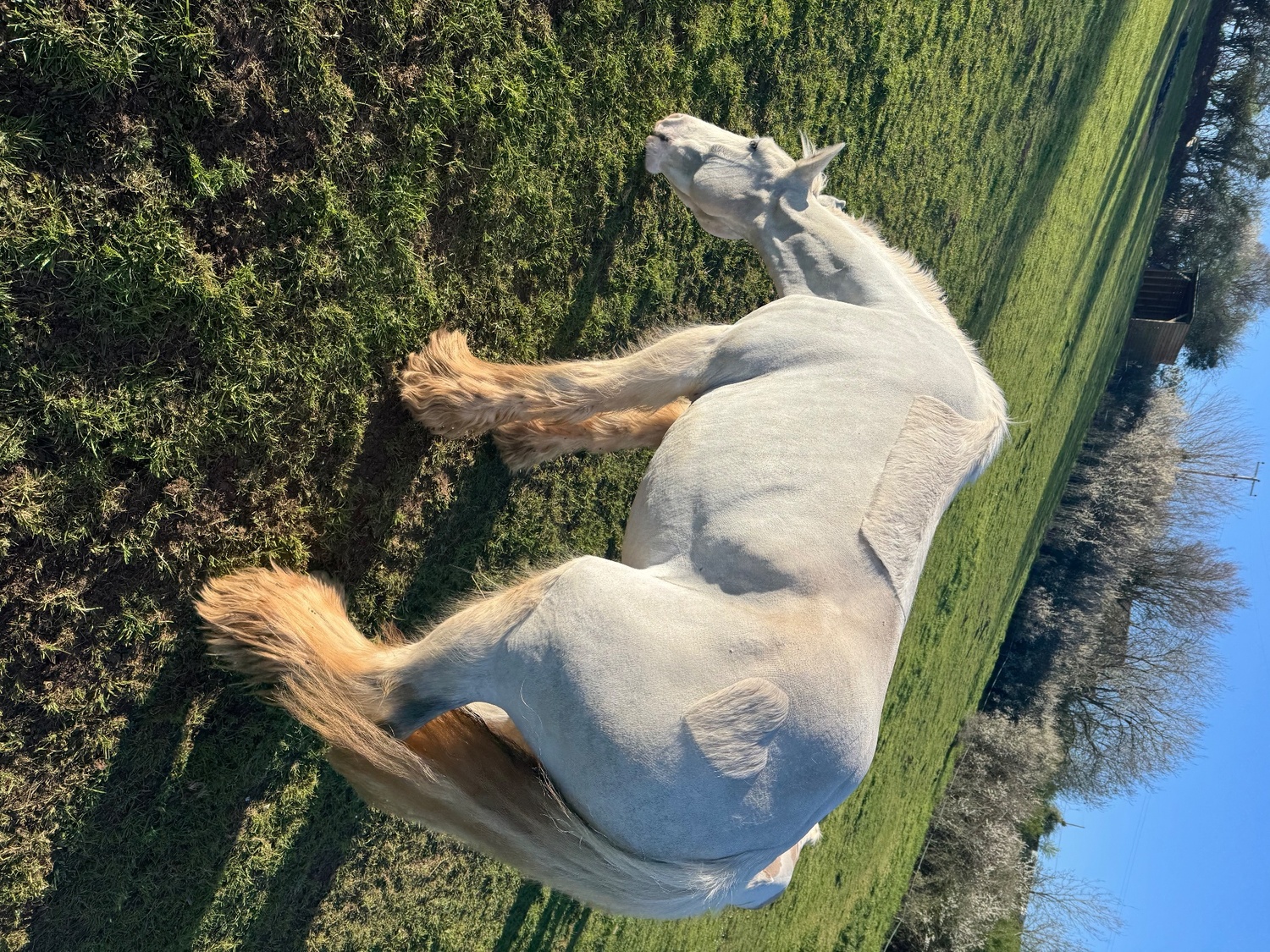 "Womble " Grey Gelding Cob/Heavy Horse - Cobs & Heavy Horses 