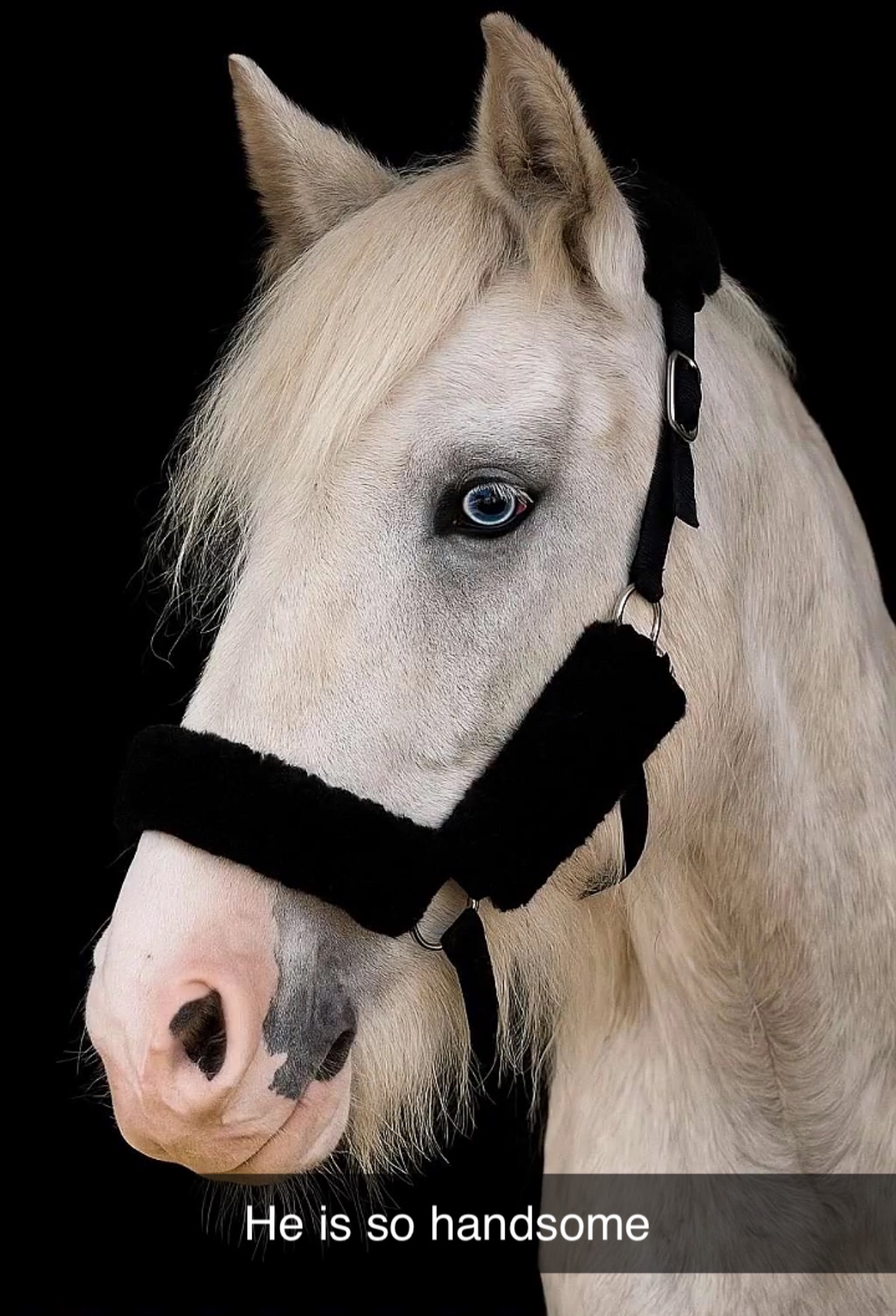 "Womble " Grey Gelding Cob/Heavy Horse - 