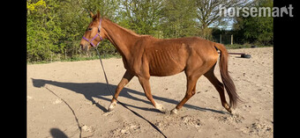 "Autumn ( Amara II)" Chestnut Filly Young Sport Horse