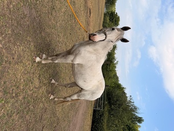 "Na" Grey Mare Working Hunter Horse