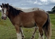 "Traditional " Dun Gelding Cob/Heavy Horse