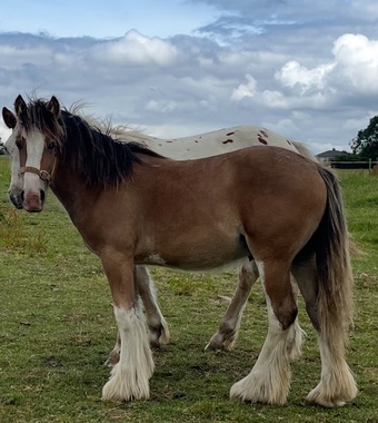 "Traditional " Dun Gelding Cob/Heavy Horse