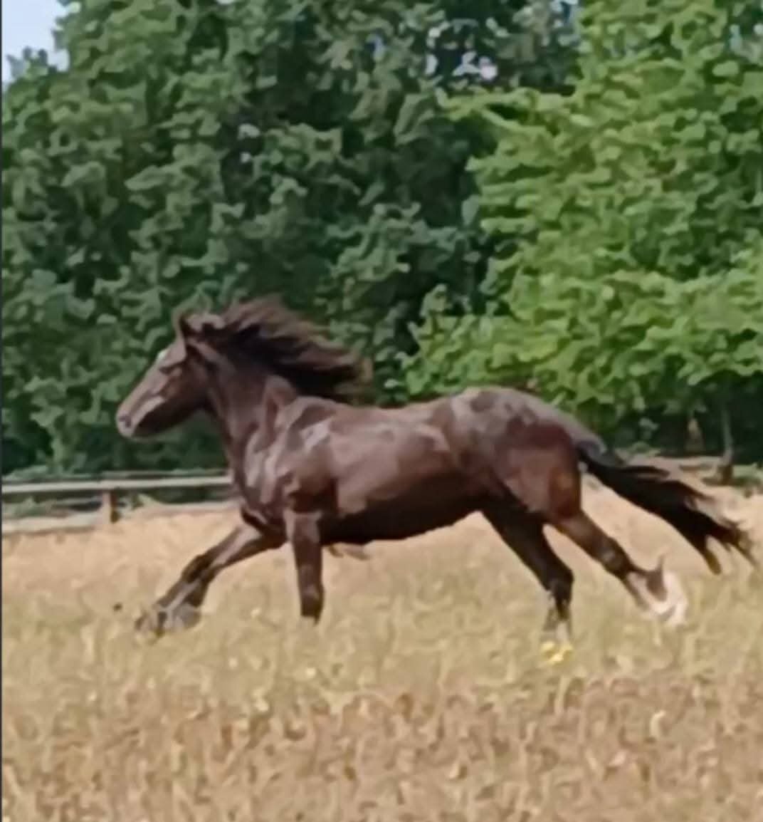 All Rounders  - "Bruce "  Gelding All Rounder