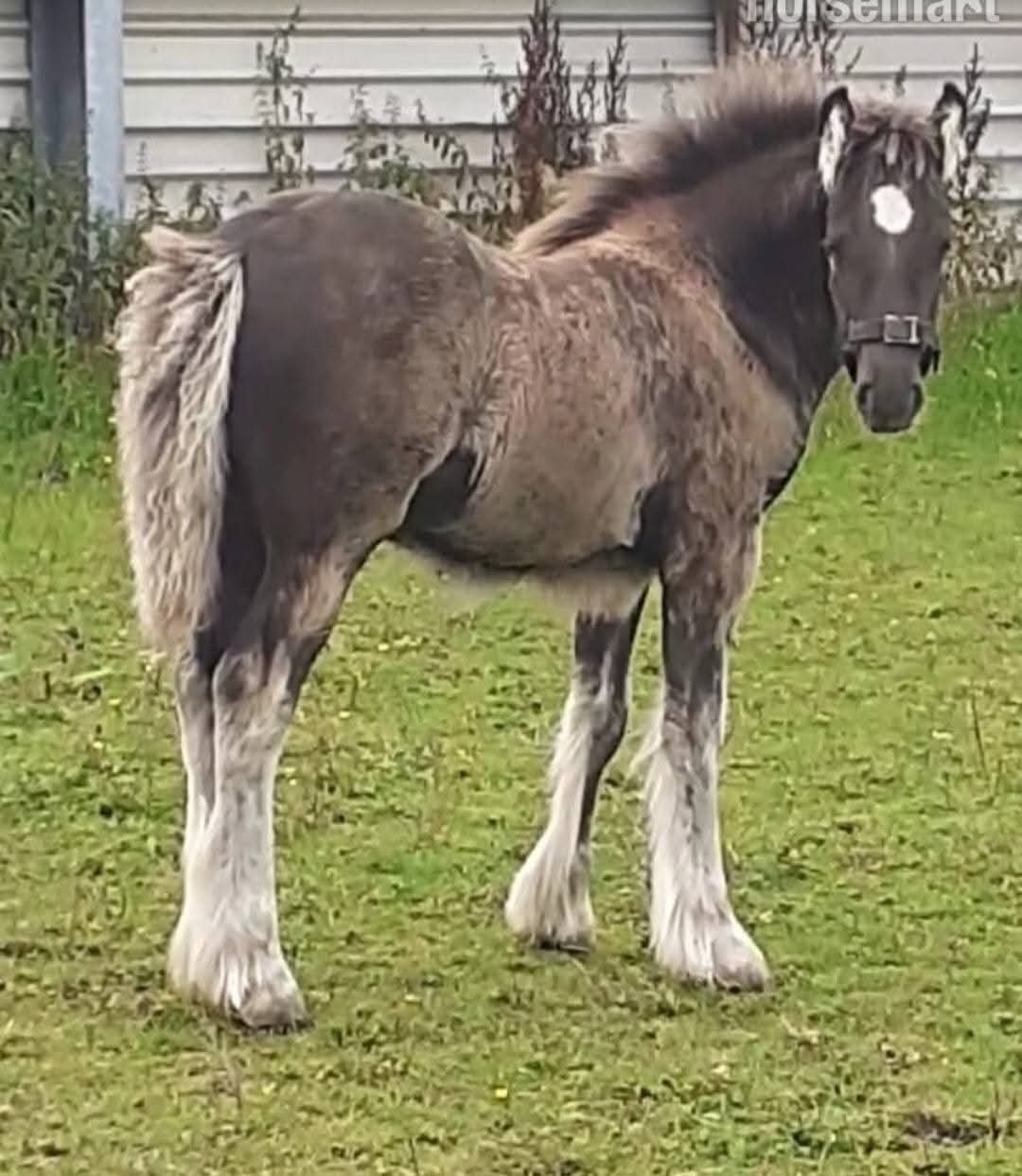 "Bruce "  Gelding All Rounder - All Rounders 